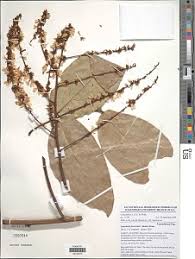 Image result for Kotschya ochreata