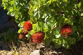 Image result for Greyia