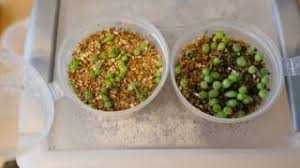 How do fresh seedlings of a particular cacti type look like? How We Do It Growing Cacti From Seed Youtube