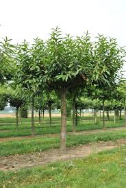 Image result for Necepsia castaneifolia