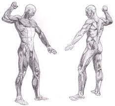 Learn how to draw amazing anime or manga bodies. Full Body Muscle System By Rrog On Deviantart