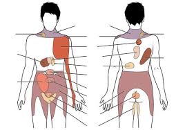 Consciencia Visceral Ou Como Parei De Tapar O Sol Com A Peneira E Ficou Tudo Bem Dor Referida Dor Abdominal Reflexologia
