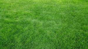 resultado de imagen para pasto natural para prados seeding lawn overseeding lawn overseeding