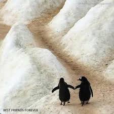 It appears that they are wearing a black and white outfit when they walk. 62 Penguin Soulmate 3 Ideas Penguins Penguin Love Cute Animals