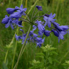 Image result for Agapanthus campanulatus