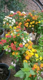 Pokok bunga tahi ayam (lantana camara). Akm Pokok Bunga Tahi Ayam Sesuai Zuan Online Nursery Facebook