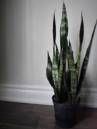 Do not allow the plant to sit in water as this will cause root rot. Sansevieria Trifasciata Black Dragon Care Images And Videos Chooseyourplant