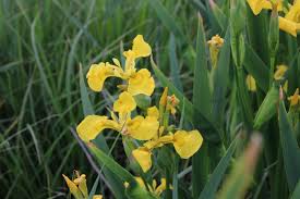 Image result for Zygotritonia atropurpurea