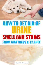 Using paper towels or rags, soak up the vinegar. How To Get Rid Of Urine Smell And Stains From Mattress And Carpet Tips On Removing Pet Odor From Cats Or Dogs As Well A Urine Smells Urinal Deep Cleaning Tips