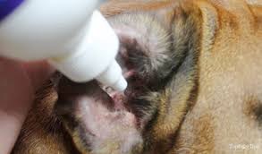 What is the best ear medication for dogs? How To Treat A Dog Ear Infection Using Home Remedies And Otc Aids