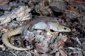 They also inhabit areas of the sierra nevada. Lizards That Live In Families Discovered