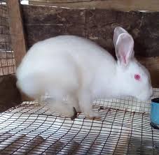 Jun 03, 2021 · rabbit meat is an excellent source of vitamins, minerals and trace elements. Wealthy Rabbit Farmers Home Facebook