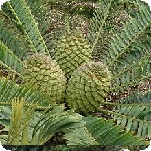 Image result for Encephalartos chimanimaniensis
