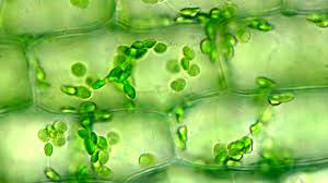 Plant biology overview, mesophyll cells, meristem cells. Magnifying And Observing Cells Bioed Online