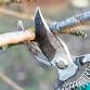 Saturday Seminars: Pruning with Eric Gundersen - Aurora