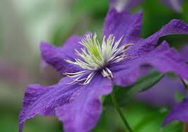 Check out our lavender clematis selection for the very best in unique or custom, handmade pieces from our craft supplies & tools shops. Clematis Rhapsody Early Large Flowered Clematis