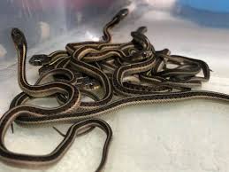 Baby garter snakes can be fed a varied diet of sliced earthworms, pinky parts, and cut pieces of fish. 15 Baby Red Sided Born Tonite Don S Garter Snakes Facebook