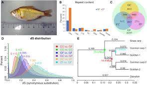 De Novo Assembly Of The Goldfish Carassius Auratus Genome