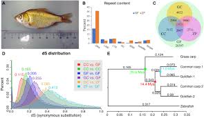 de novo assembly of the goldfish carassius auratus genome