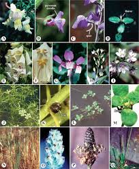 Image result for Pedaliaceae