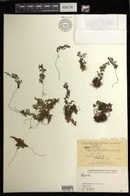 Image result for Athyrium lewalleanum