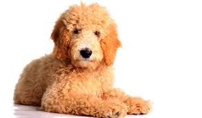 Large dogs that don't shed are awesome! Top 30 Dogs That Don T Shed Small Medium And Large Breeds