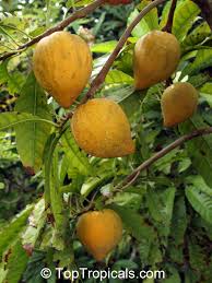 The fruits can vary in shape. Pouteria Campechiana Canistel Eggfruit Chesa Toptropicals Com