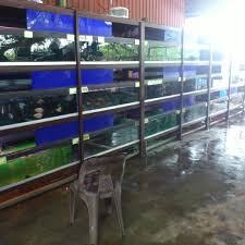 Aquarium masters 20 gallon long aquarium. Xian Long Aquarium Shah Alam Address Mudahnya A