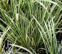 Image result for Eleocharis variegata