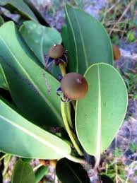 Image result for Mimusops