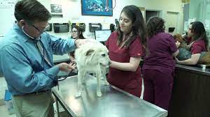 We have a veterinarian and personnel on duty 7 days a week during normal office hours who are trained and equipped to handle any urgent care your pet has. Veterinarian Chula Vista Ca Pacific Pet Hospital