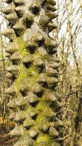 Image result for Malvaceae subfamily Bombacoideae