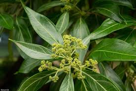 Image result for Heteropyxidaceae