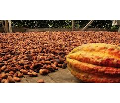 Precio del cacao bajo presión al alza: clima y oferta mundial marcan el mercado