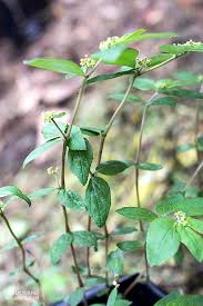 Image result for Euphorbia granulata