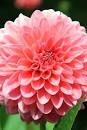 Image result for what flowers bloom in july uk