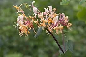Image result for Lonicera confusa