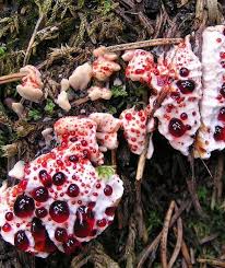 We did not find results for: Bleeding Tooth Fungus Hydnellum Peckii Natureismetal