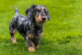 Meghan barnes & stuart cairns. Wire Haired Dachshund Your Complete Guide To The Breed