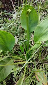 Image result for Burnatia enneandra