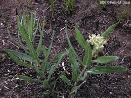 Asclepias Lanuginosa Woolly Milkweed Minnesota Wildflowers Milkweed Plant Asclepias Milkweed