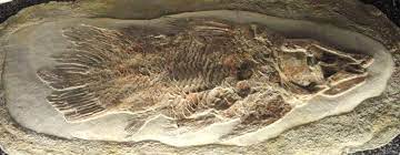 Axelrodichthys - Wikipedia