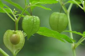 Sepertinya sebutan daun dewa cocok diberikan pada tanaman ini karena memiliki khasiat yang daun ciplukan dapat mengobati batuk, mengobati sakit di tenggorokan dan juga dapat mengobati. Manfaat Buah Dan Daun Ciplukan Beserta Efek Sampingnya Atmago