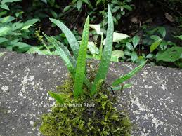 Image result for Lepisorus