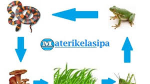 Dimana hubungan antara tumbuhan dan hean itu merupakan hubungan atau interaksi yang tidak dapat dipisahkan antara satu dengan lainnya, karena keduanya merupakan komponen biotik pembentuk dalam ekosistem. Latihan Soal Interaksi Makhluk Hidup Dengan Lingkungan Beserta Jawabannya