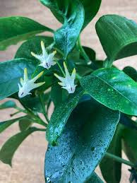 Image result for hoya multiflora