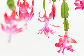 I give you a quick look at how you can. Secrets On How You Can Rebloom Your Christmas Cactus