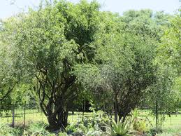 Image result for Searsia pyroides