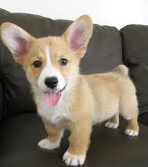 We did not find results for: Akc Reg Pembroke Welsh Corgi Puppies Ready For Their Forever Homes For Sale In Cincinnati Ohio Classified Americanlisted Com