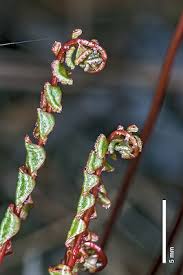 Image result for Nesaea linearis